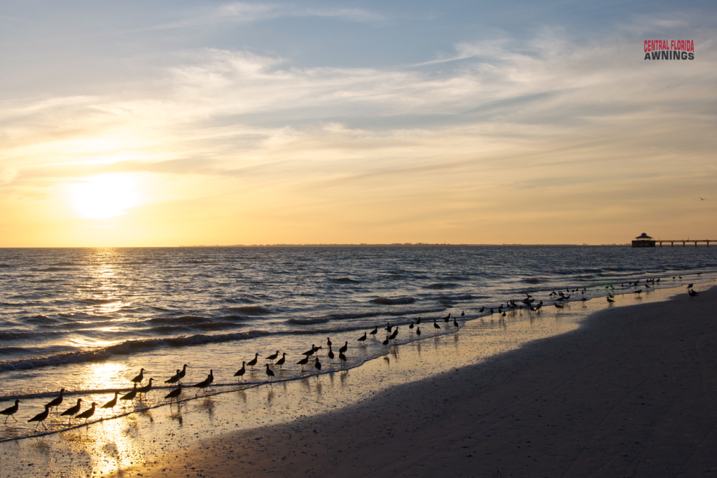 A group of shorebirds stands along Fort Meyers beach on the edge of a sandy beach at sunset, with gentle waves and a distant pier visible under a partly cloudy sky—retractable awnings in Spring Hill, FL offer shade for those enjoying this serene view.